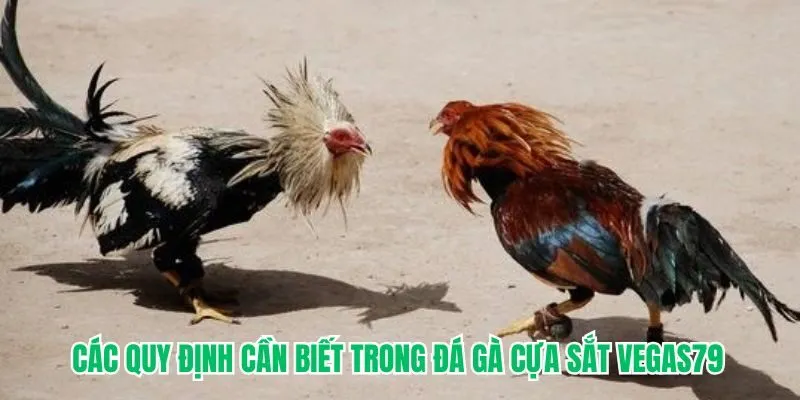 Tổng hợp các quy định cần biết trong đá gà cựa sắt VEGAS79