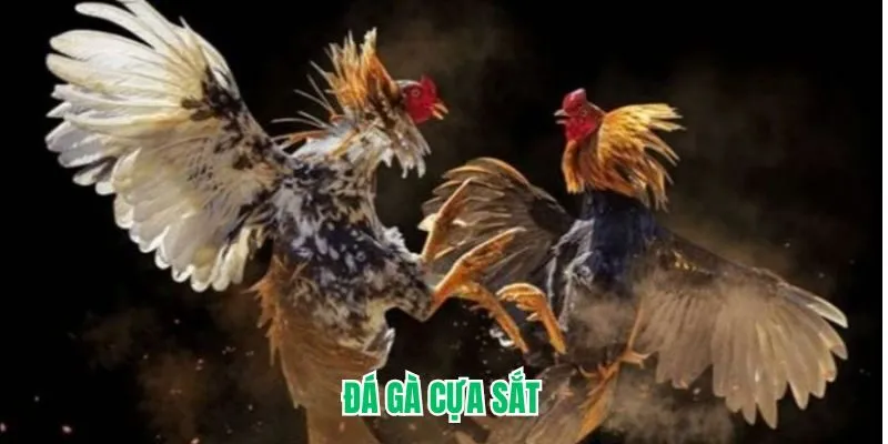Đá Gà Cựa Sắt – Cuộc Chạm Trán Sinh Tử Của Những Chiến Kê
