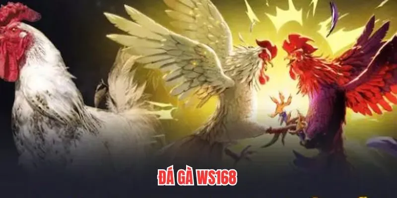 Đá Gà WS168 - Sân Chơi Cá Cược Đá Gà Trực Tuyến Uy Tín